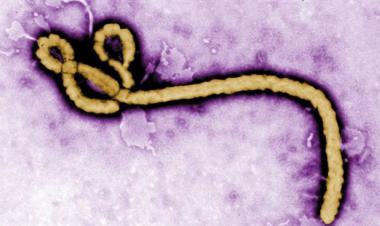 الصحة العالمية: تفشي مرض فيروس إيبولا في أوغندا