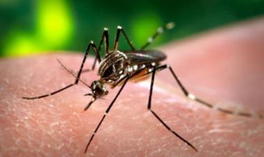 Dengue situation under control in Punjab: secy